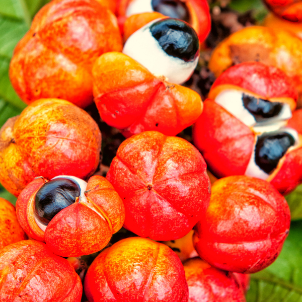 Extracto de Guaraná