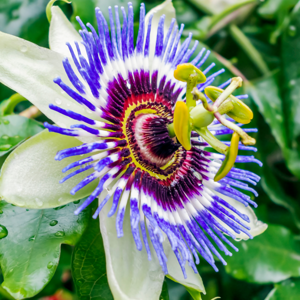 Extracto de Pasiflora